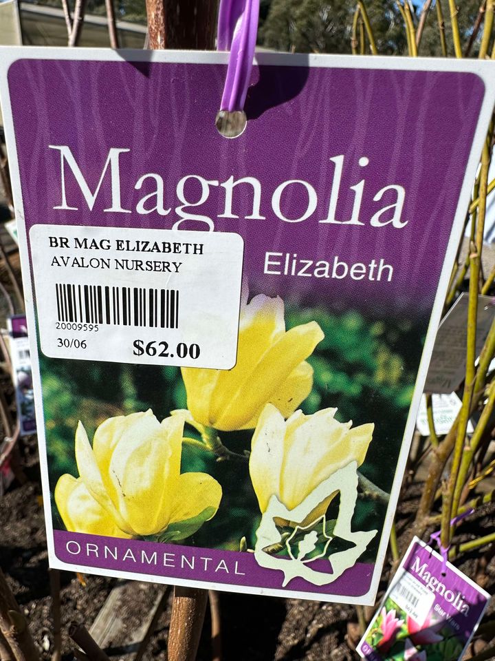 MAGNOLIA ELIZABETH BR