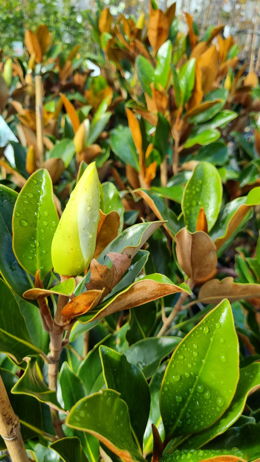 MAGNOLIA LITTLE GEM 250MM