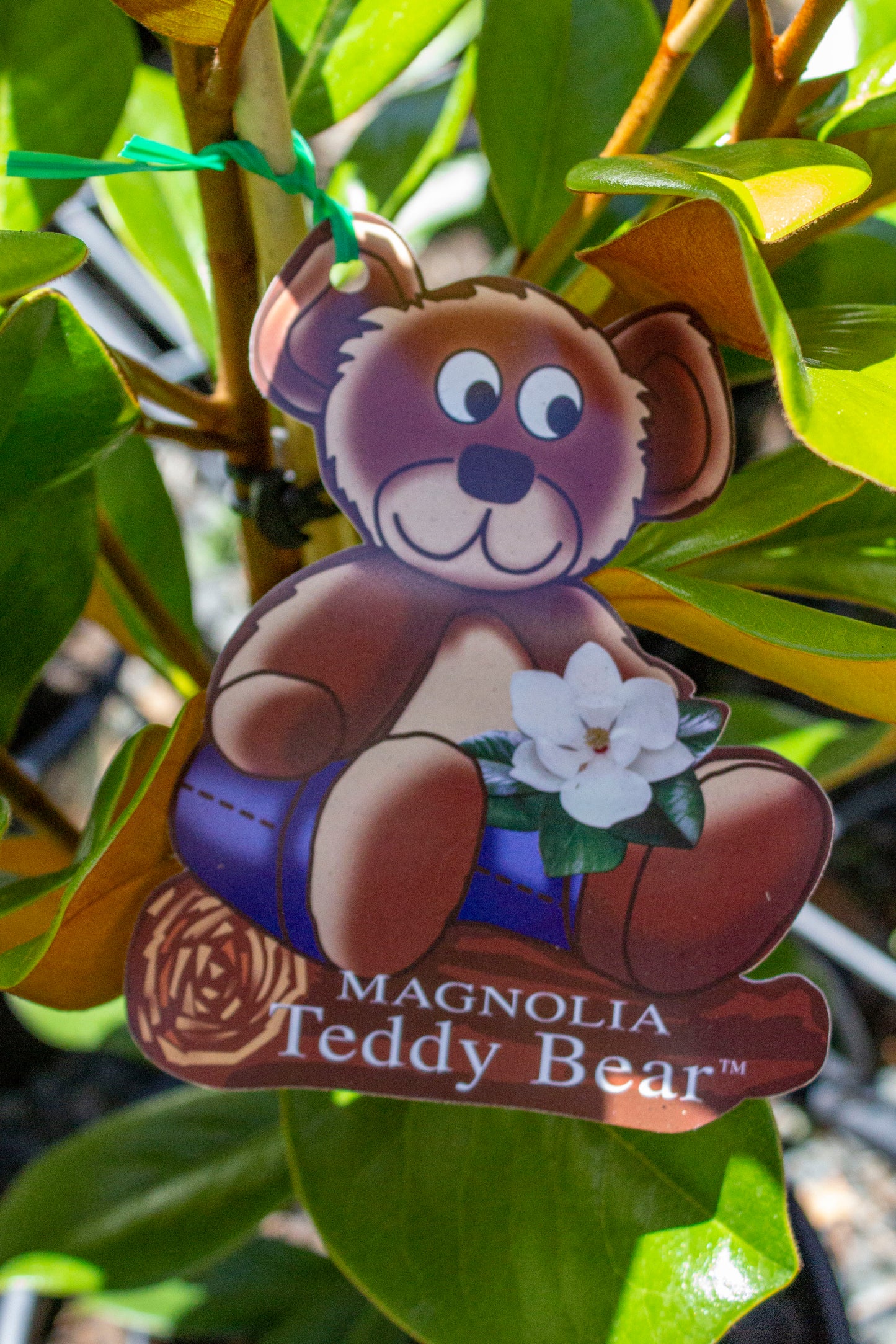 MAGNOLIA GRANDIFLORA TEDDY BEAR 400MM