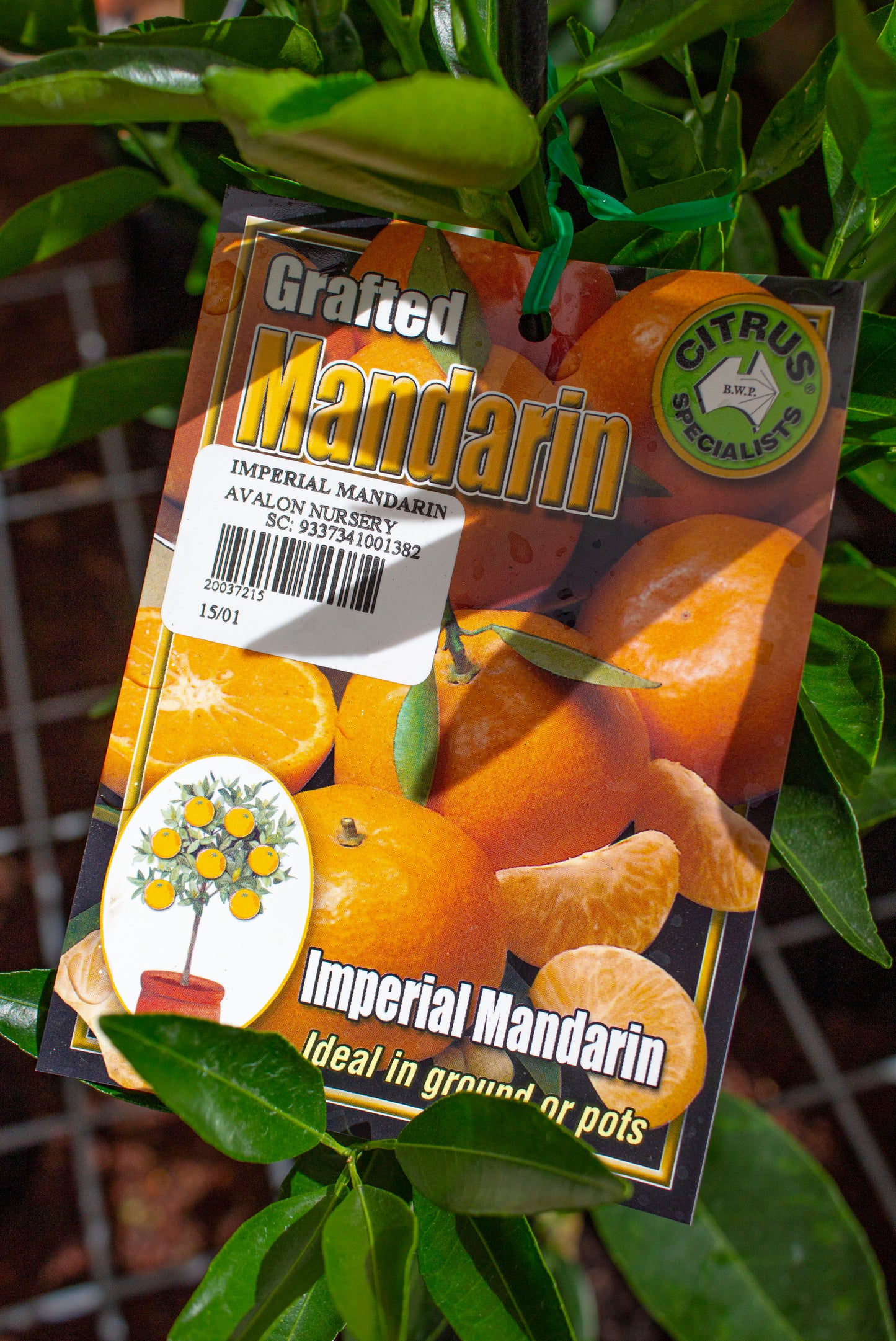 NEW SEASON CITRUS MANDARIN IMPERIAL