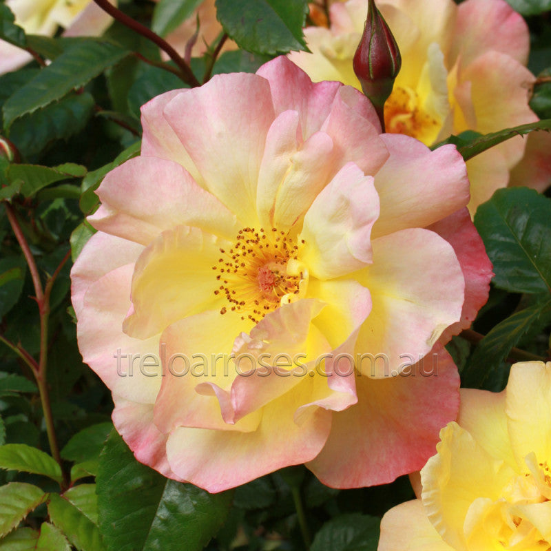 BR MOONLIGHT CLIMBING ROSE