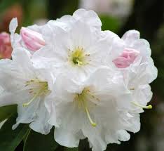 RHODODENDRON MRS BETTY ROBERTSON 200MM