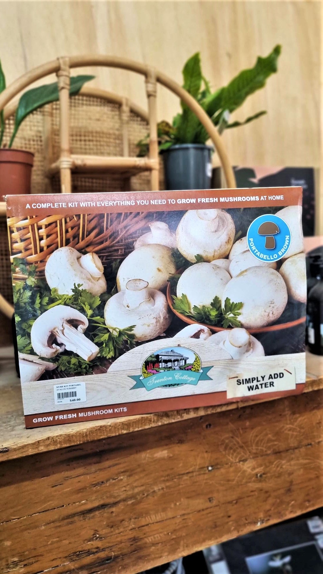MUSHROOM KIT PORTABELLO BROWN