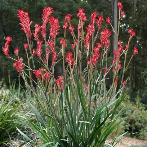 ANIGOZANTHOS BUSH CORAL KANGAROO PAW 140MM