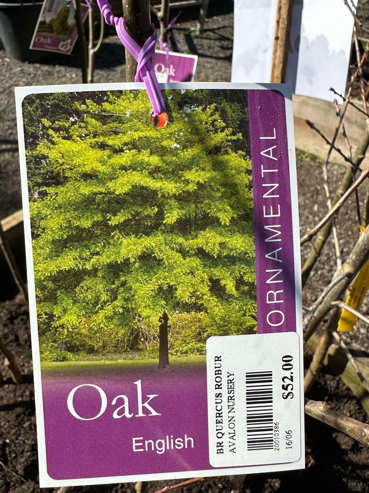 OAK QUERCUS ROBUR ENGLISH OAK BR