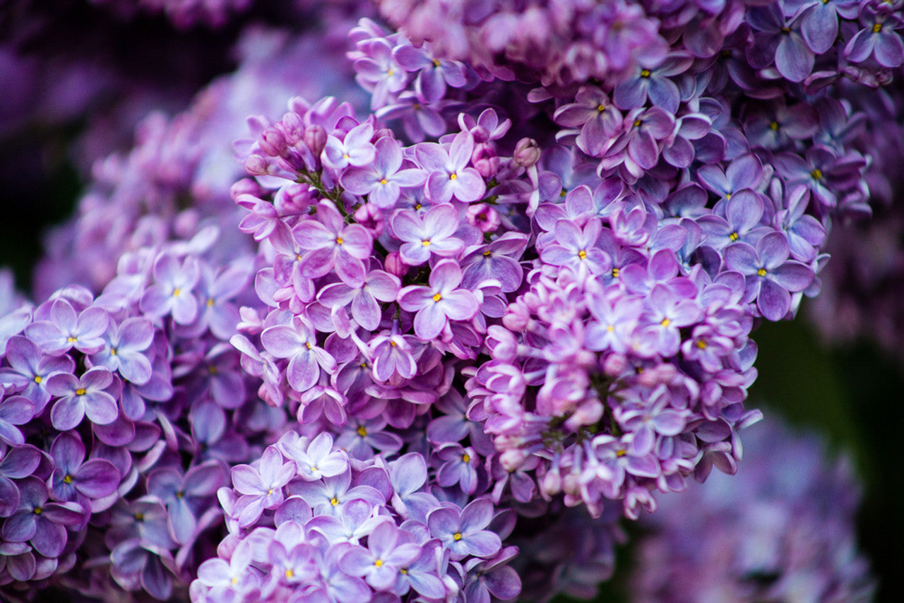 LILAC SYRINGA OLIVER DE SERRES BR