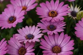 OSTEOSPERMUM MARGARITA DARK LILAC 140MM