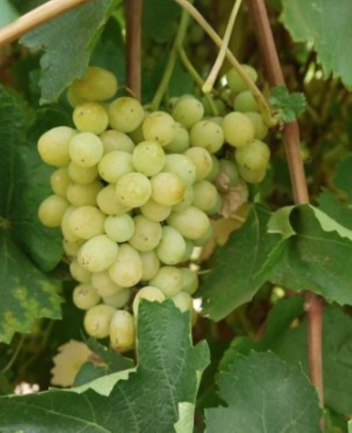 BR GRAPE PERLETTE SEEDLESS