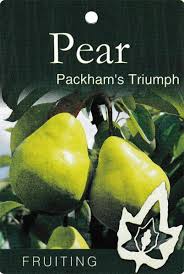 PEAR PACKHAMS BR
