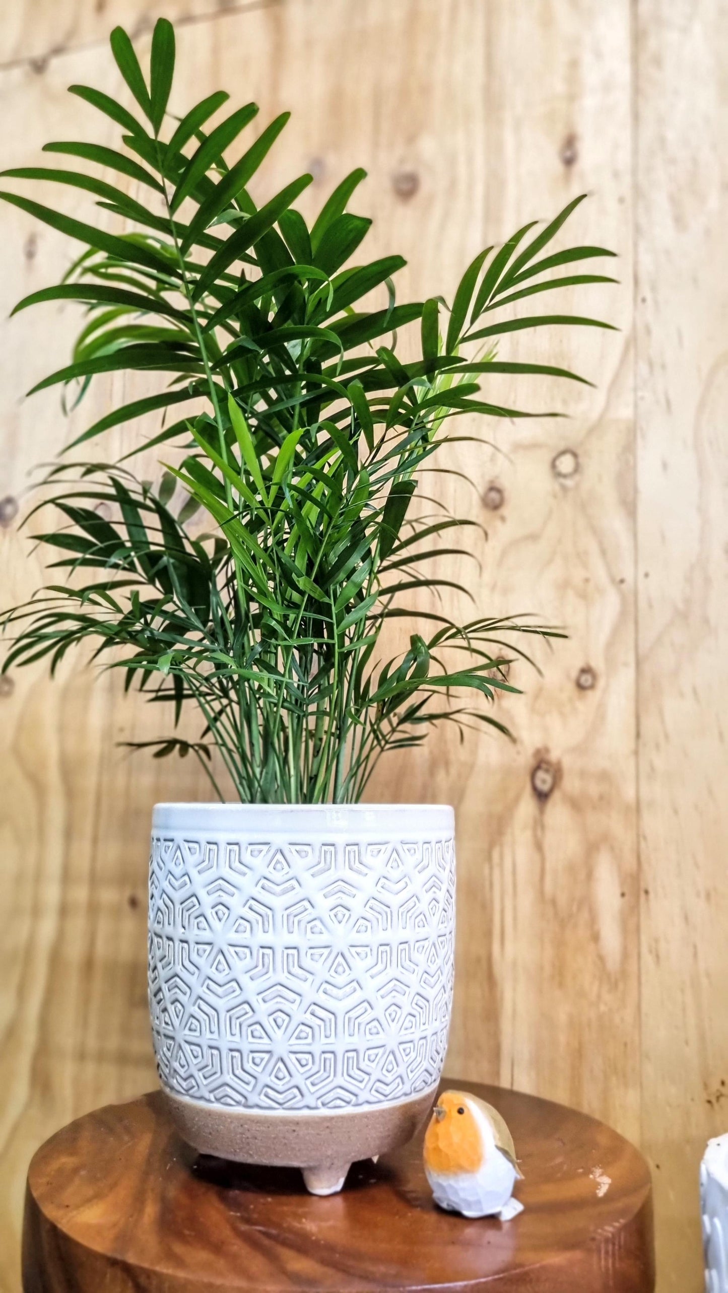 PARLOUR PALM 140MM