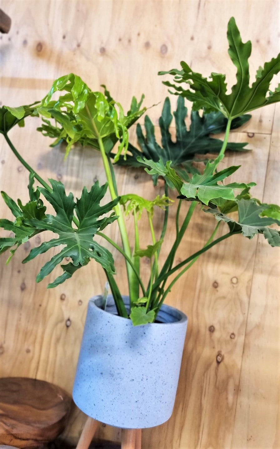 PHILODENDRON HOPE 200MM