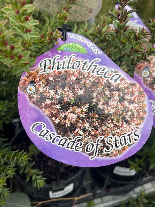 PHILOTHECA BUXIFOLIUS CASCADE OF STARS 140MM NPW