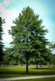 OAK QUERCUS PALUSTRIS PIN OAK BR