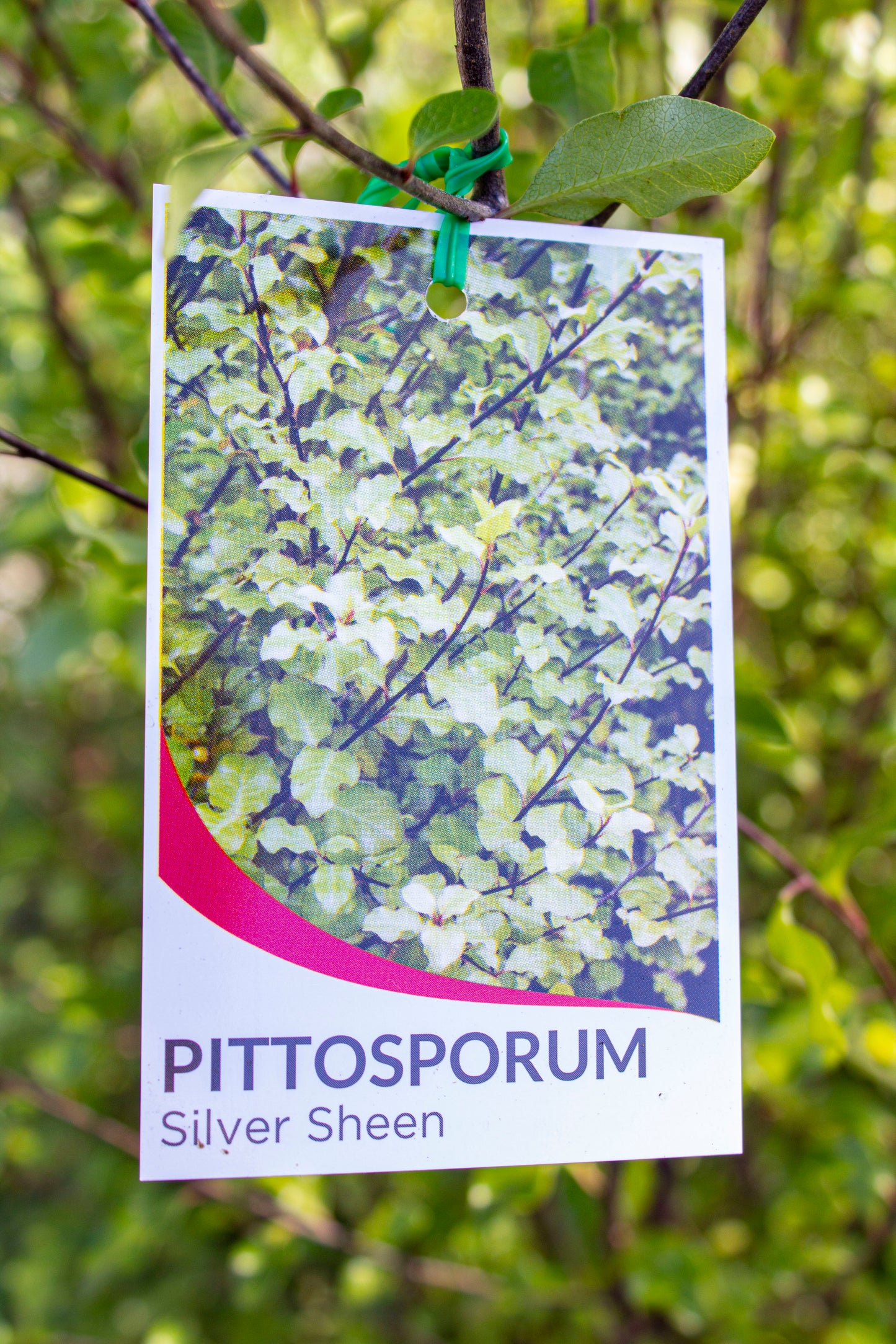 PITTOSPORUM SILVER SHEEN 140MM