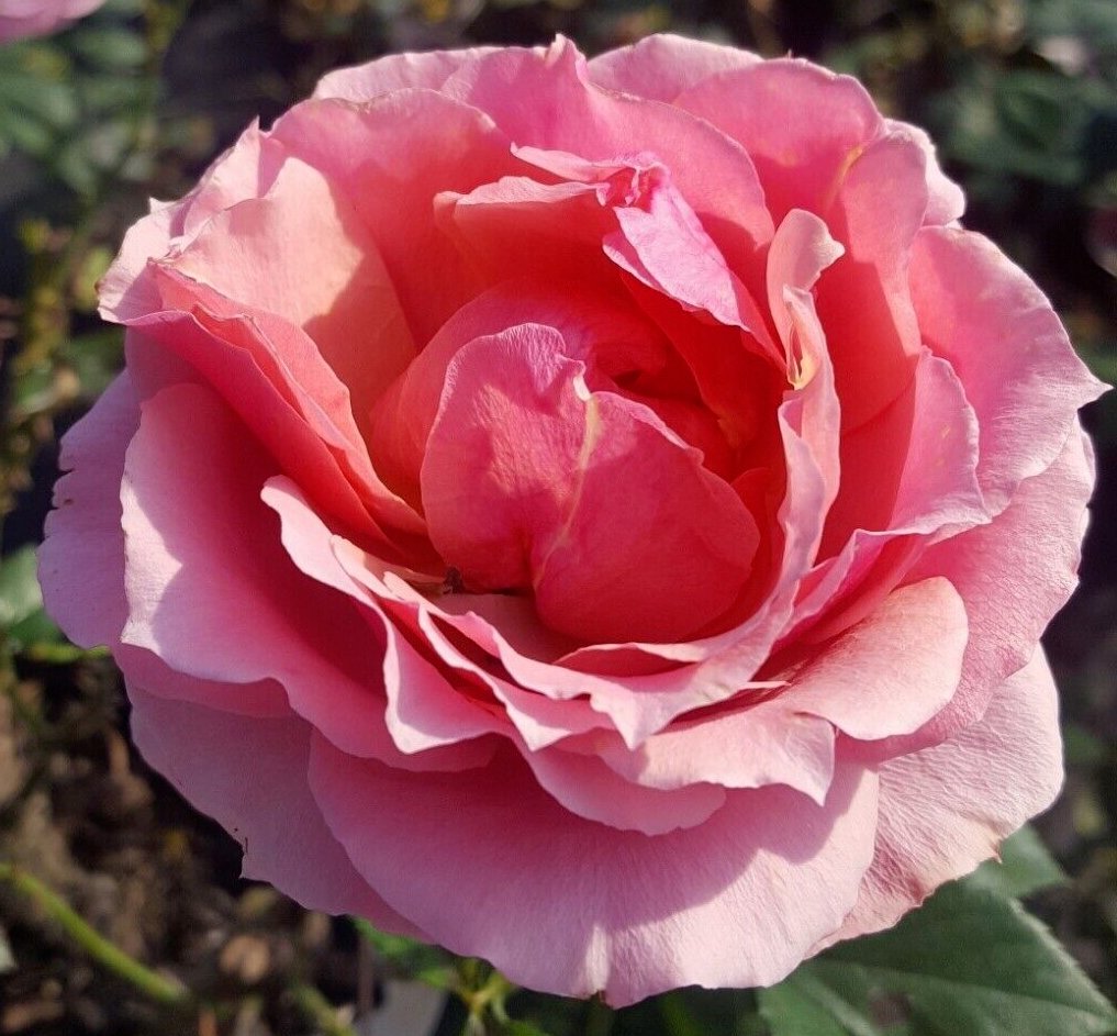BR PRINCESS DE MONACO BUSH ROSE
