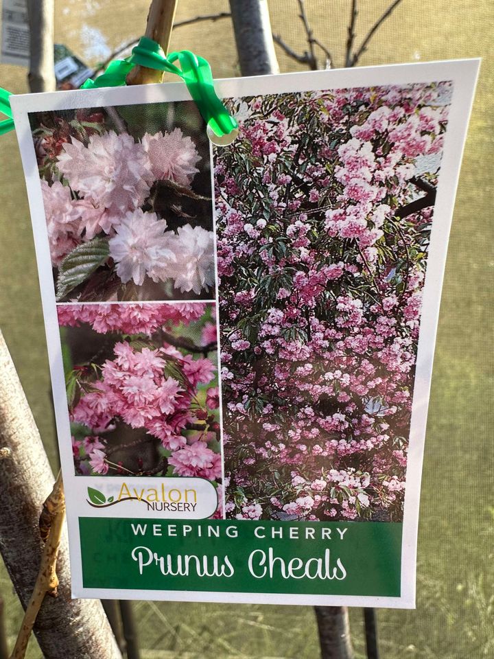 FLOWERING CHERRY PRUNUS SERRULATA CHEALES 1.20M BR