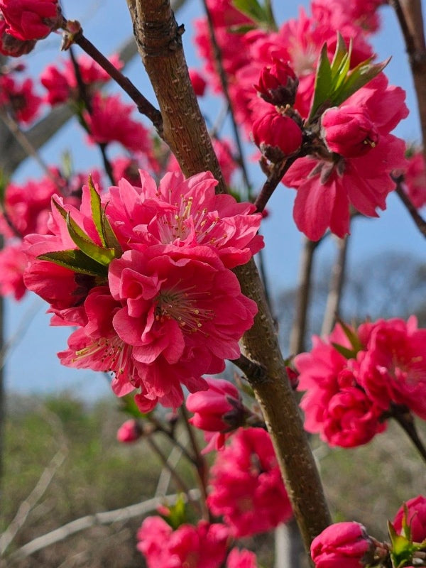 FLOWERING PEACH PRUNUS PERSICA MAGNIFICA BR