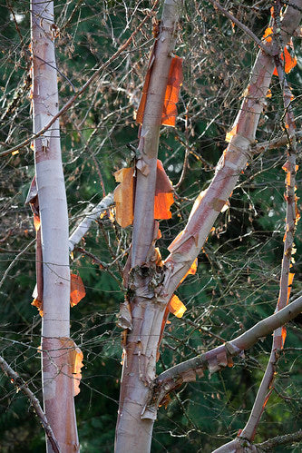 BETULA SEPTRIONALIS CHINESE RED BIRCH 400M