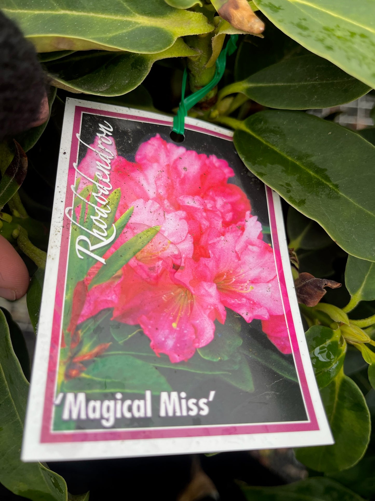 RHODODENDRON MAGICAL MISS 200MM