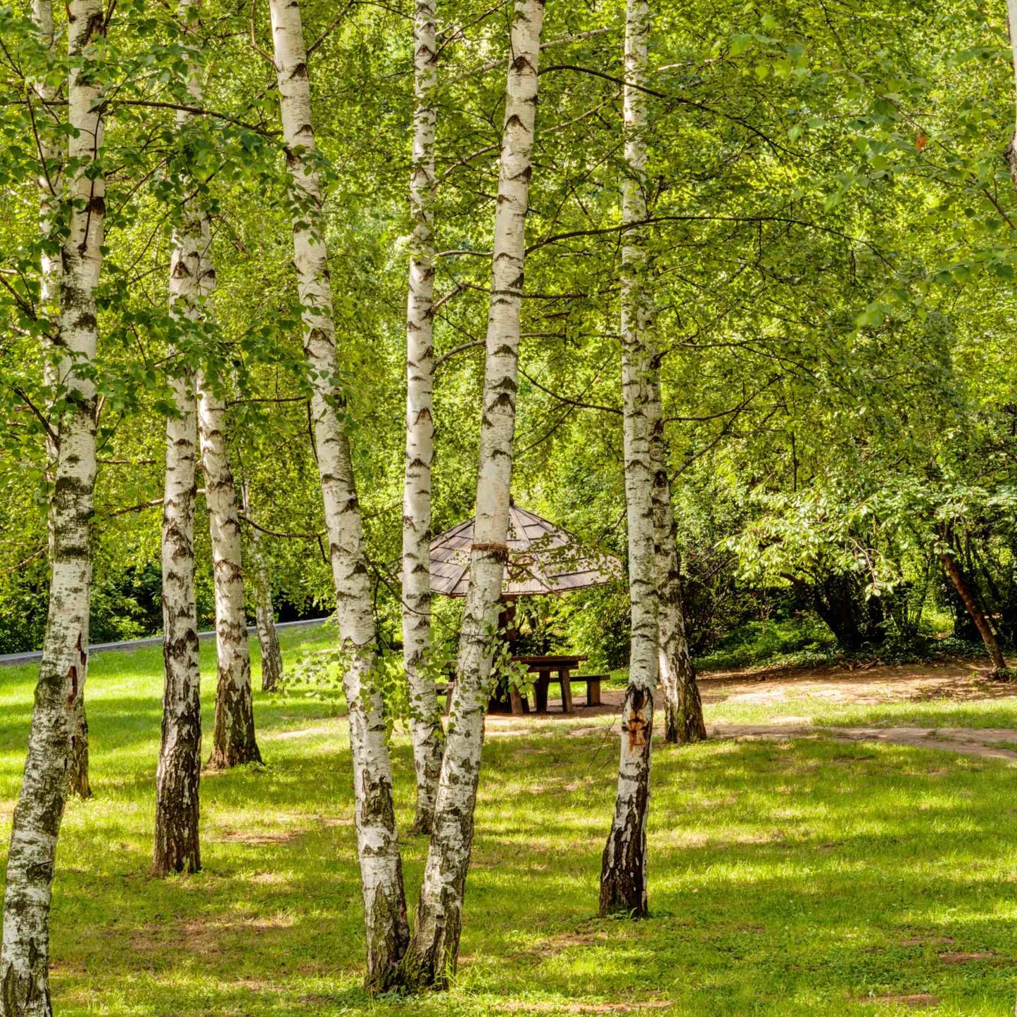 BETULA ALBA SILVER BIRCH BR
