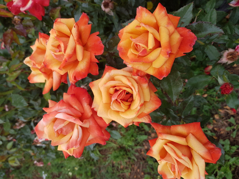 BR REMEMBER ME BUSH ROSE