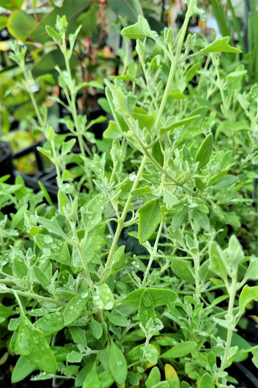 RHAGODIA SPINESCENS 140MM