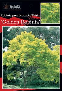 ROBINIA FRISIA BR