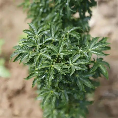 MAPLE ACER PALMATUM SHISHIGASHIRA 330MM