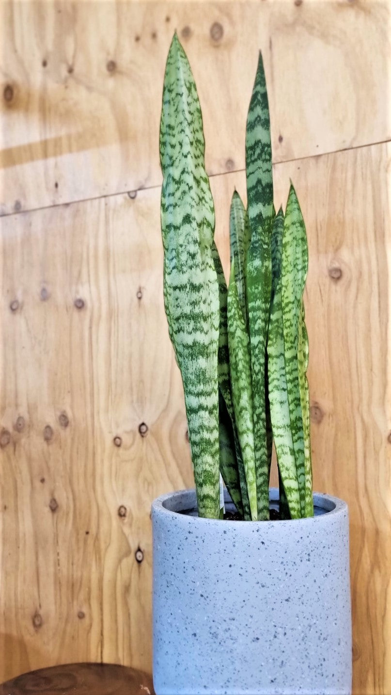 SANSEVIERIA TALL GREEN 200MM
