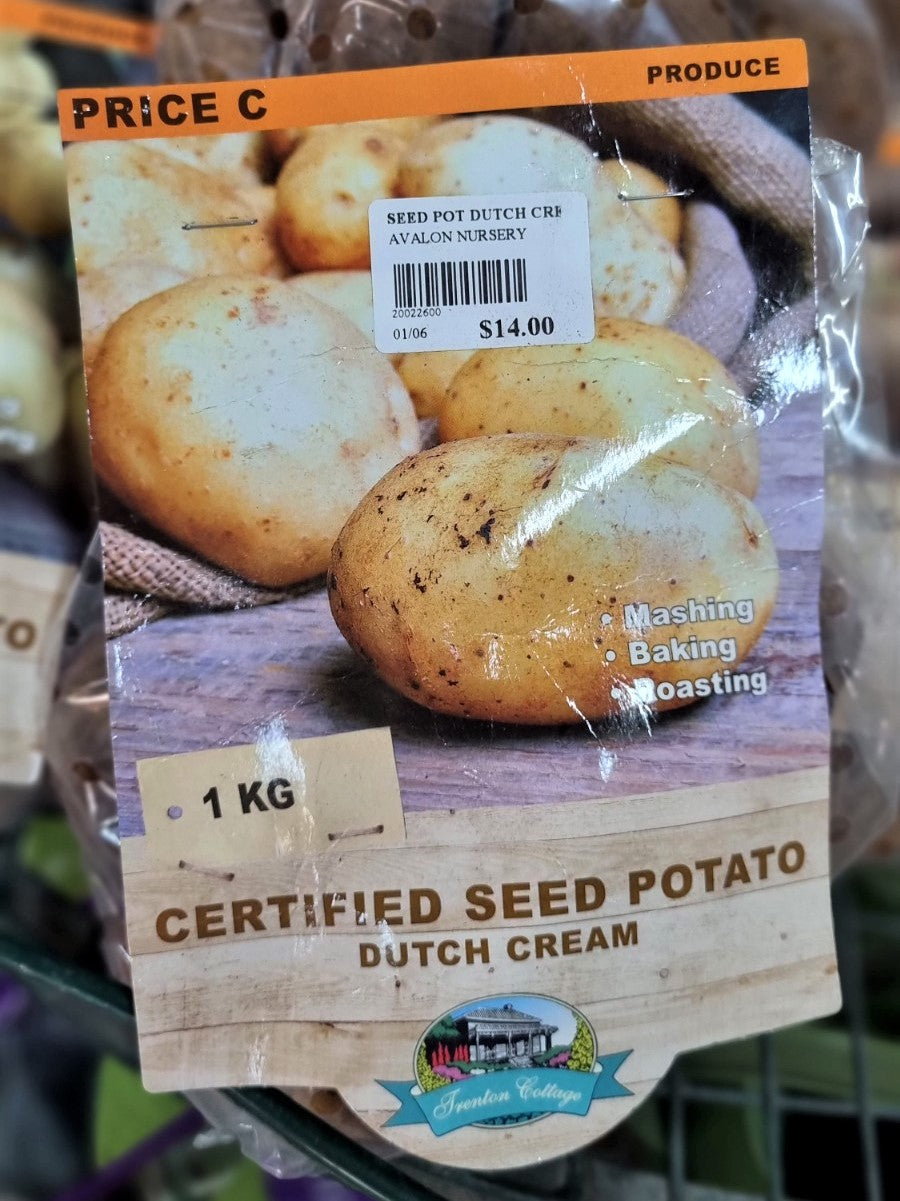 SEED POTATO DUTCH CREAM 1KG BAG