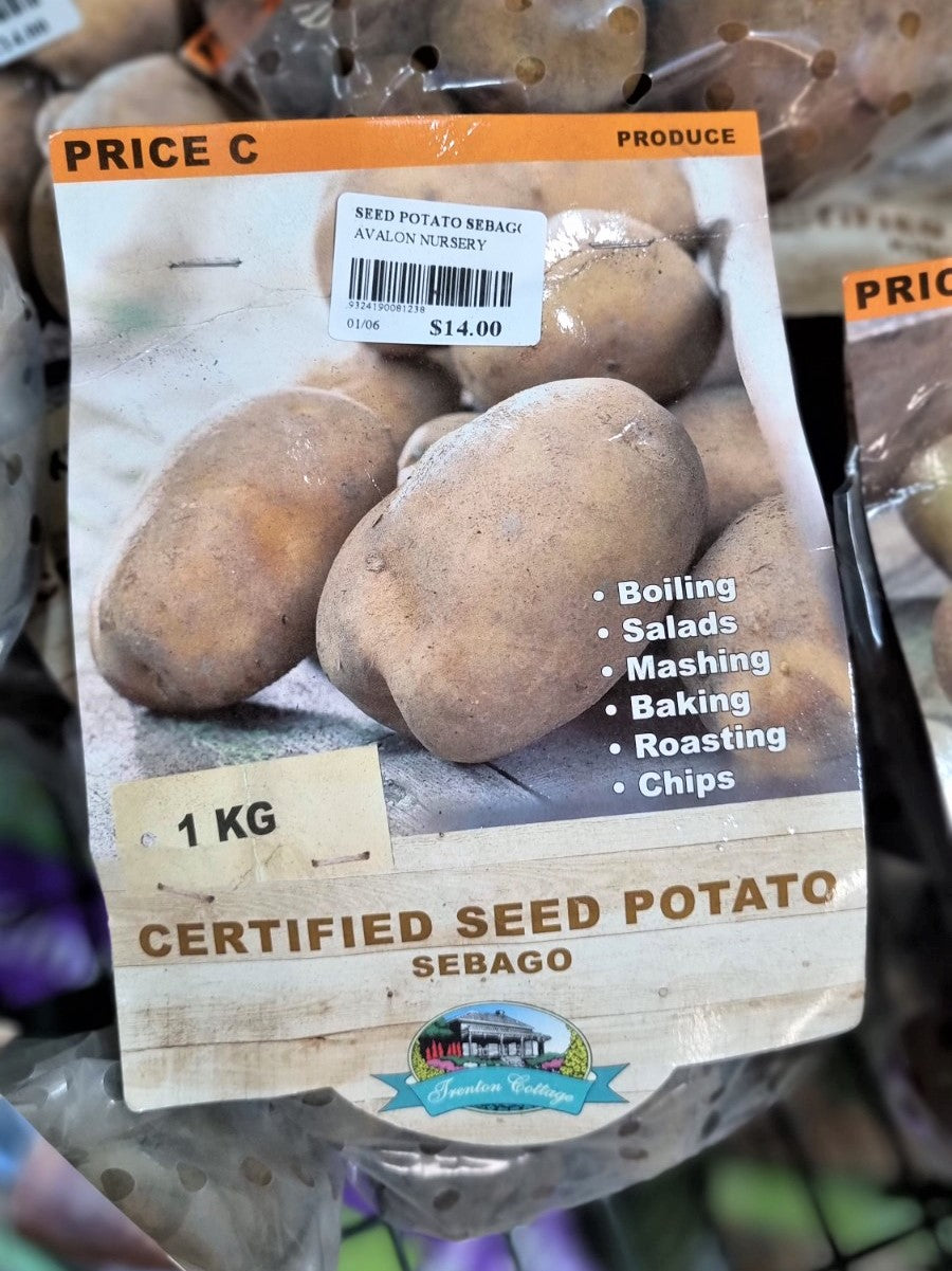 SEED POTATO SEBAGO 1KG