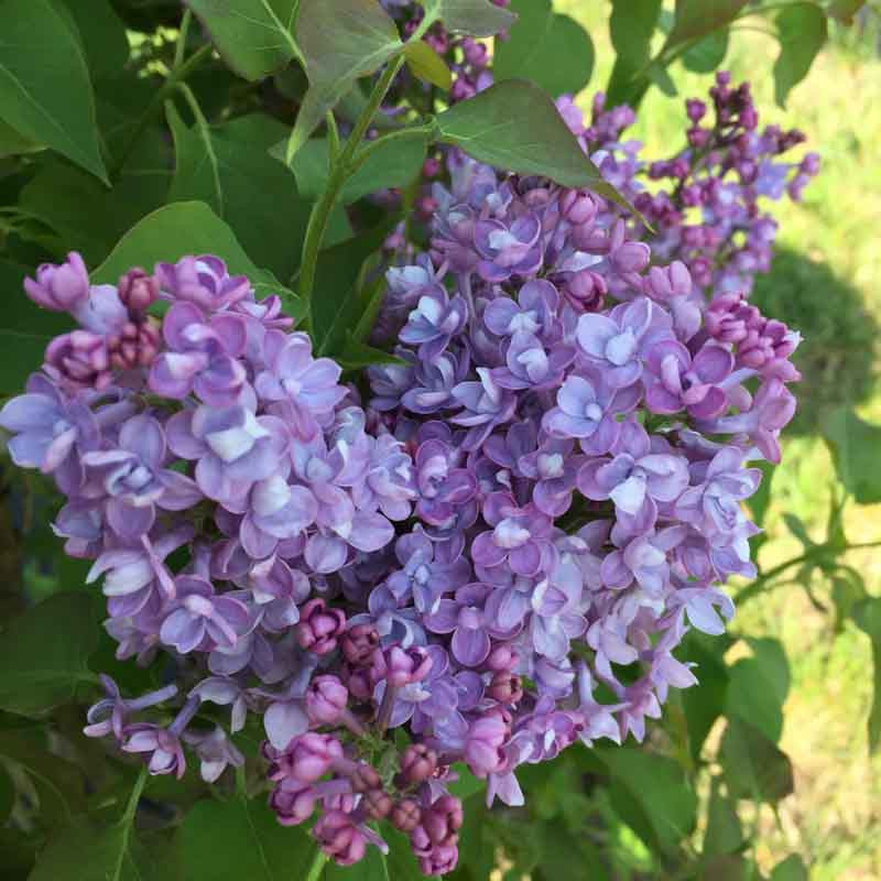 LILAC SYRINGA BLUE HYACINTH BR