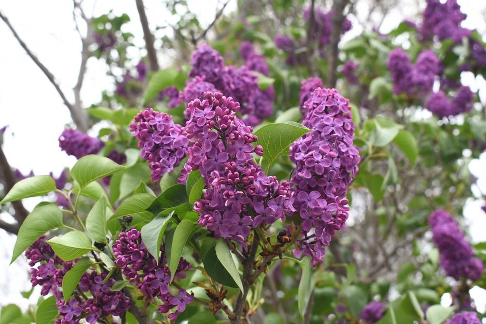 LILAC SYRINGA CONGO BR