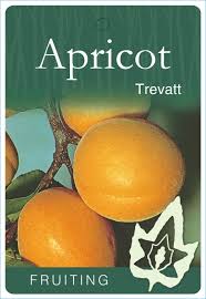 DWARF APRICOT TREVATT BR