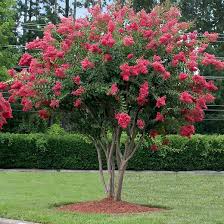 CREPE MYRTLE LAGERSTROEMIA TUSCARORA BR