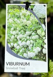 VIBURNUM OPULUS STERILE SNOWBALL TREE 200MM