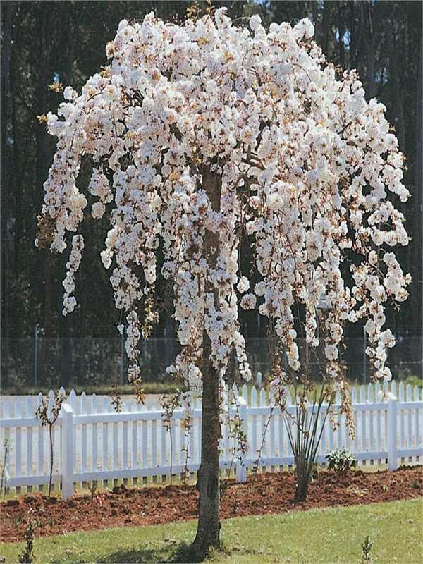 WEEPING CHERRY PRUNUS FALLING SNOW 1.8M BR
