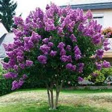 CREPE MYRTLE LAGERSTROEMIA ZUNI BR