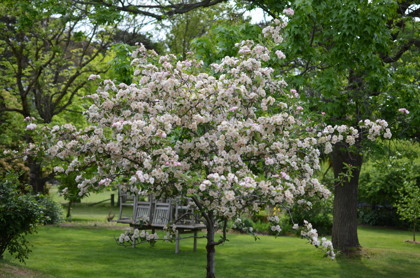 MALUS IOENSIS PLENA CRAB APPLE BR