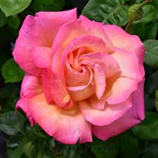BR CHICAGO PEACE BUSH ROSE