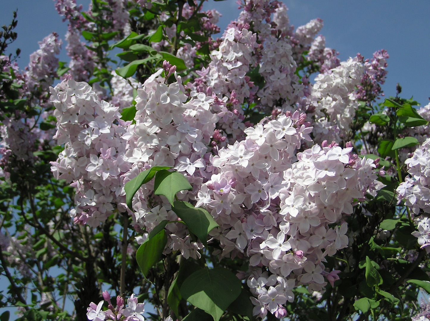 LILAC SYRINGA CLARKES GIANT BR