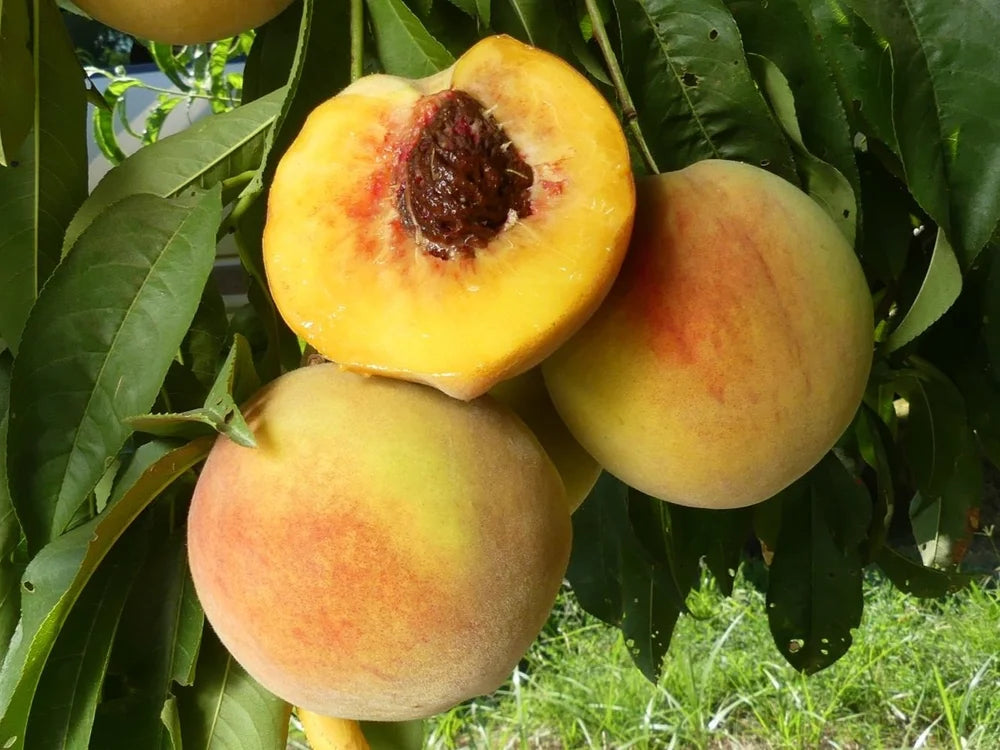 PEACH ELBERTA BR