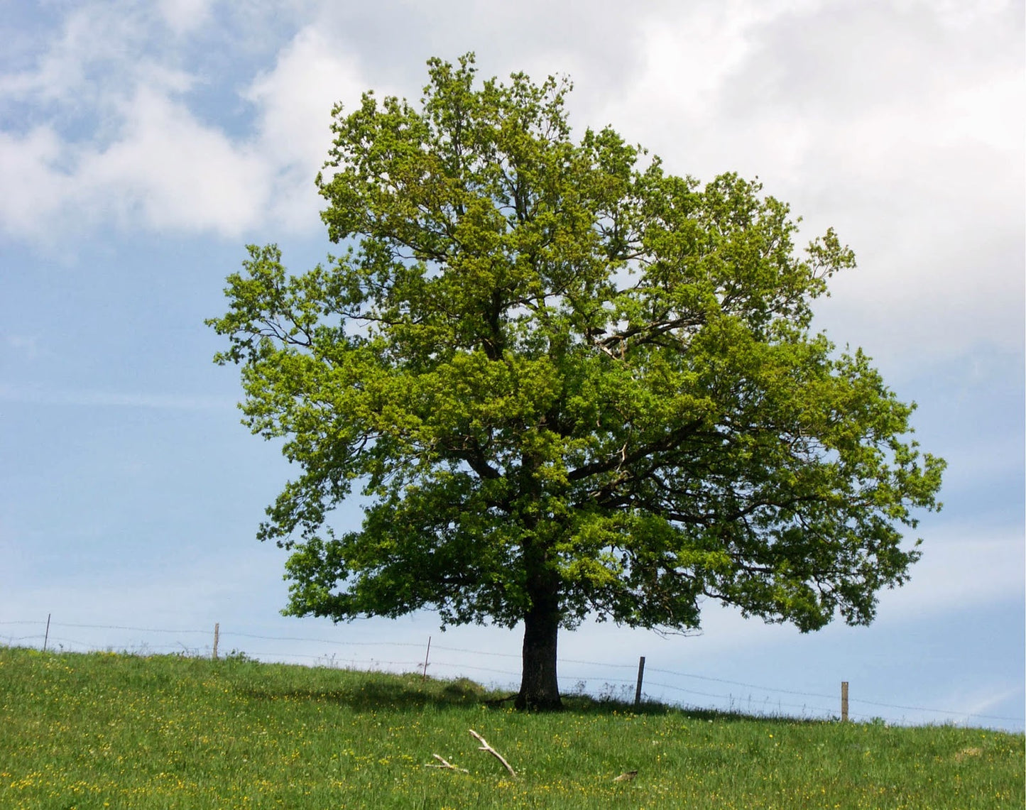 OAK QUERCUS ROBUR ENGLISH OAK BR