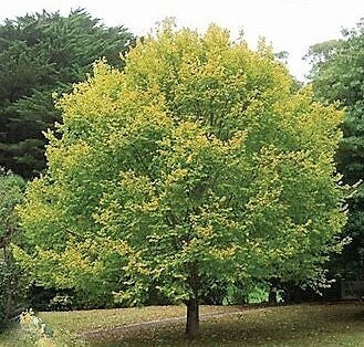 ULMUS GOLDEN ELM BR