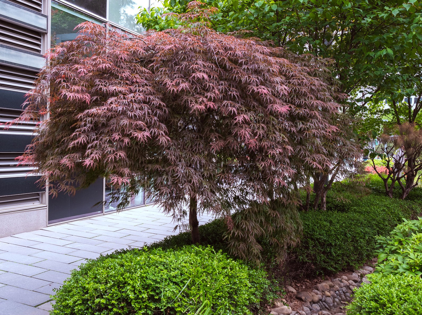 MAPLE ACER PALMATUM ATROPURPUREUM BR