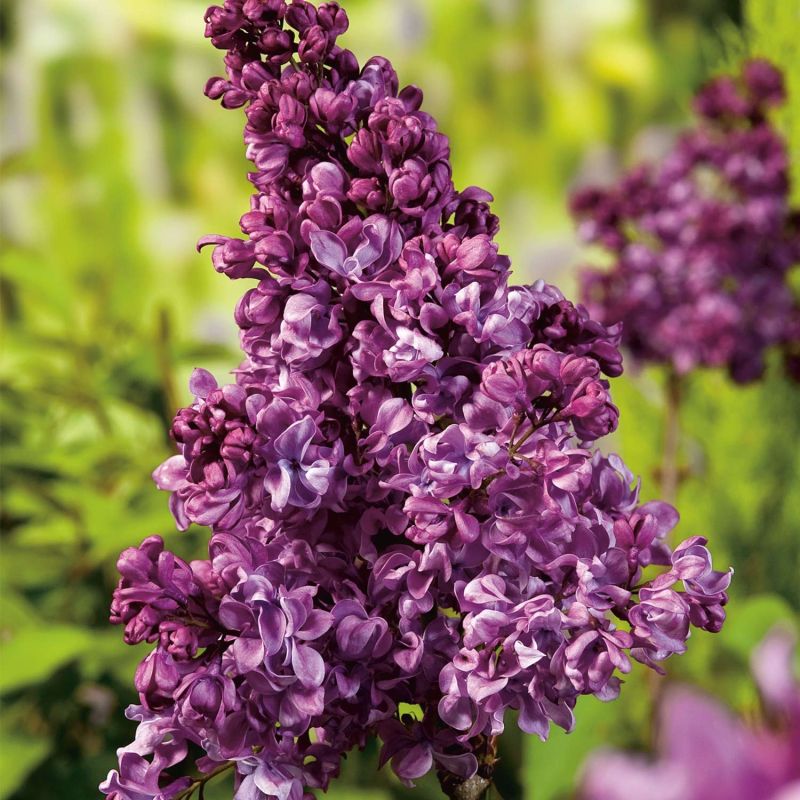 LILAC SYRINGA MRS EDWARD HARDING BR