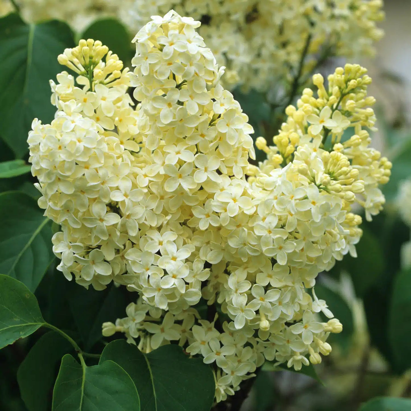 LILAC SYRINGA PRIMROSE BR