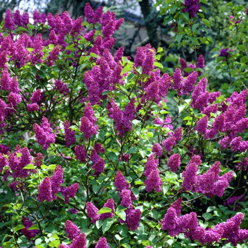 LILAC SYRINGA CHARLES JOLY BR