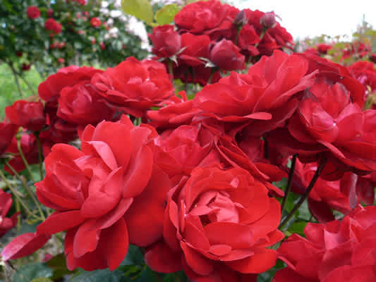BR LILLi MARLENE BUSH ROSE