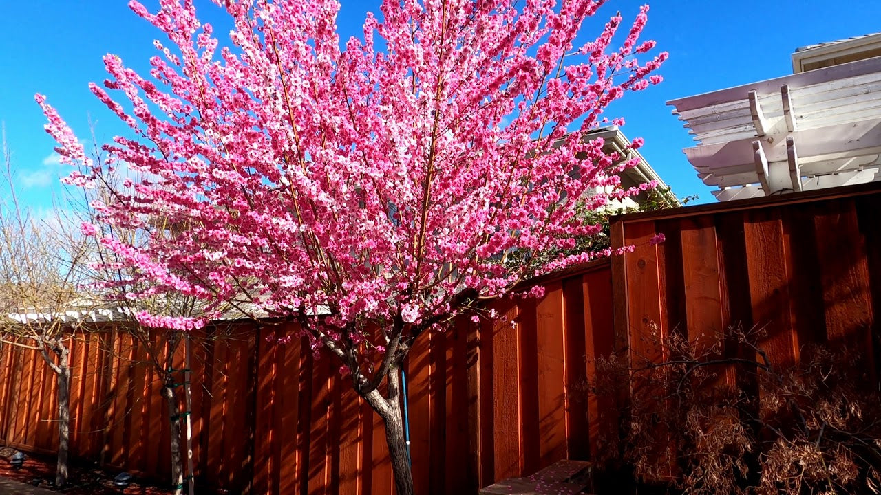FLOWERING PEACH PRUNUS PERSICA VERSICOLOUR ADVANCED BR